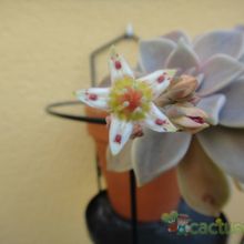 A photo of Graptopetalum paraguayense