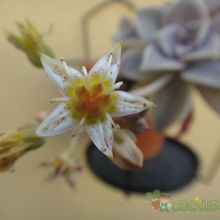A photo of Graptopetalum paraguayense