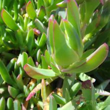 A photo of Carpobrotus acinaciformis