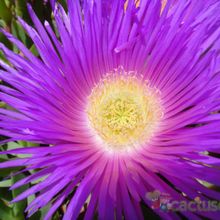 A photo of Carpobrotus acinaciformis