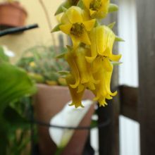A photo of Echeveria pulidonis