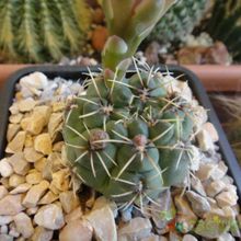Una foto de Gymnocalycium erinaceum