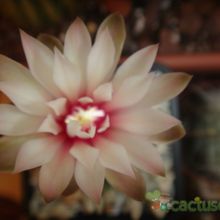 Una foto de Gymnocalycium erinaceum