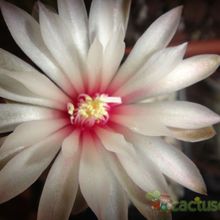 Una foto de Gymnocalycium erinaceum