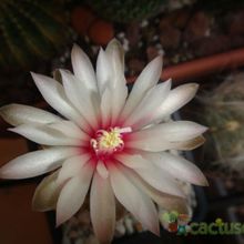 Una foto de Gymnocalycium erinaceum