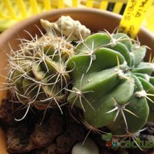 A photo of Echinopsis pugionacantha