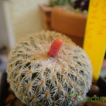 Una foto de Epithelantha micromeris