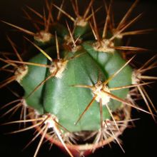 A photo of Echinopsis atacamensis ssp. pasacana
