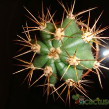 A photo of Echinopsis atacamensis ssp. pasacana