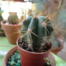 A photo of Echinopsis atacamensis ssp. pasacana
