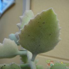 Una foto de Kalanchoe beharensis