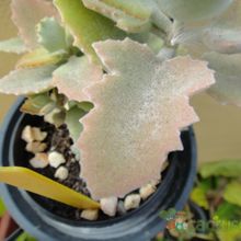 Una foto de Kalanchoe beharensis