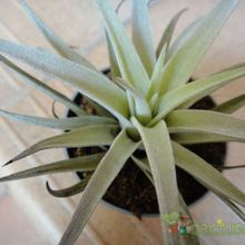 A photo of Agave bracteosa 