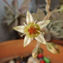 A photo of Graptopetalum paraguayense