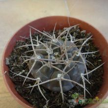 Una foto de Gymnocalycium spegazzinii ssp. cardenasianum