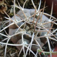 Una foto de Gymnocalycium spegazzinii ssp. cardenasianum