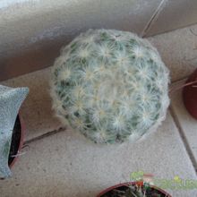 Una foto de Mammillaria plumosa
