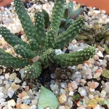 A photo of Euphorbia gorgonis  