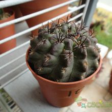 A photo of Eriosyce occulta
