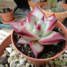 Una foto de Echeveria agavoides 