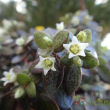 A photo of Crassula volkensii