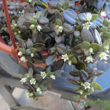 A photo of Crassula volkensii