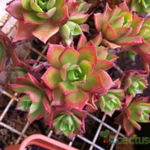 Una foto de Aeonium decorum
