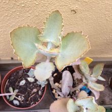 Una foto de Kalanchoe beharensis