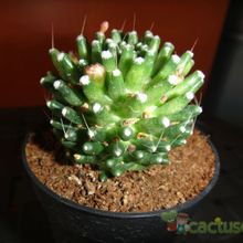A photo of Mammillaria crinita ssp crinita fma. monstruosa