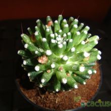 A photo of Mammillaria crinita ssp crinita fma. monstruosa