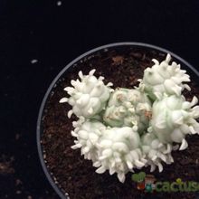A photo of Euphorbia mammillaris fma. variegada