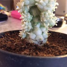 A photo of Euphorbia mammillaris fma. variegada