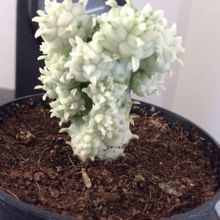 A photo of Euphorbia mammillaris fma. variegada