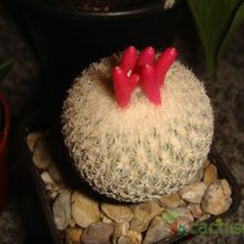 Una foto de Epithelantha micromeris