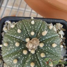 A photo of Astrophytum asterias