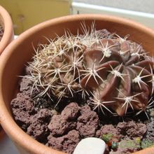 A photo of Echinopsis pugionacantha