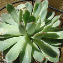 A photo of Echeveria pulidonis
