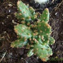 A photo of Opuntia monacantha fma. variegada monstruosa