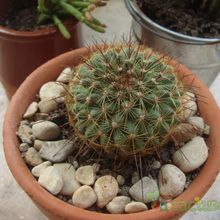 Una foto de Mammillaria cv. ginsa-maru