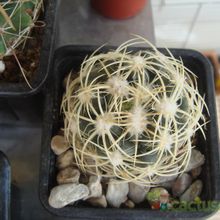Una foto de Coryphantha retusa