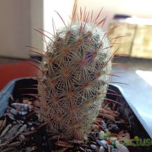Una foto de Mammillaria microhelia