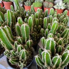 Acanthocereus tetragonus cv. fairy castle