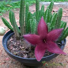 Una foto de Stapelia grandiflora