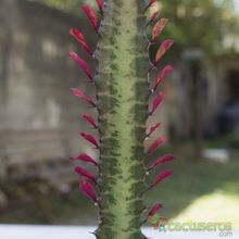 Una foto de Euphorbia trigona var. rubra