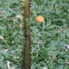 Una foto de Euphorbia trigona var. rubra