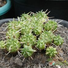 Una foto de Euphorbia aggregata