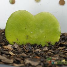 Una foto de Hoya kerrii