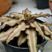 A photo of Cryptanthus bivittatus