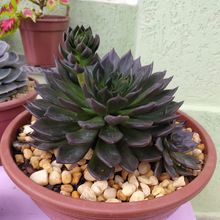 A photo of Echeveria cv. Black Prince