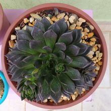 A photo of Echeveria cv. Black Prince
